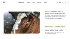 Template PowerPoint Hewan Minimalis Cokelat