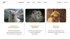 Template PowerPoint Hewan Minimalis Cokelat