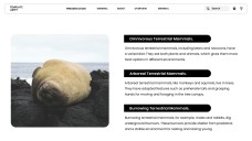 Template PowerPoint Hewan Minimalis Cokelat