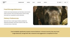 Template PowerPoint Hewan Minimalis Cokelat