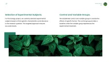 綠色極簡生物學項目模板適用於PowerPoint和Google Slides