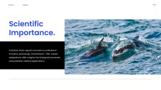 Plantilla PPT de Animales Acuáticos de Estilo Minimalista Azul