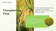 Green and White Minimalist Modern Rice PPT Template