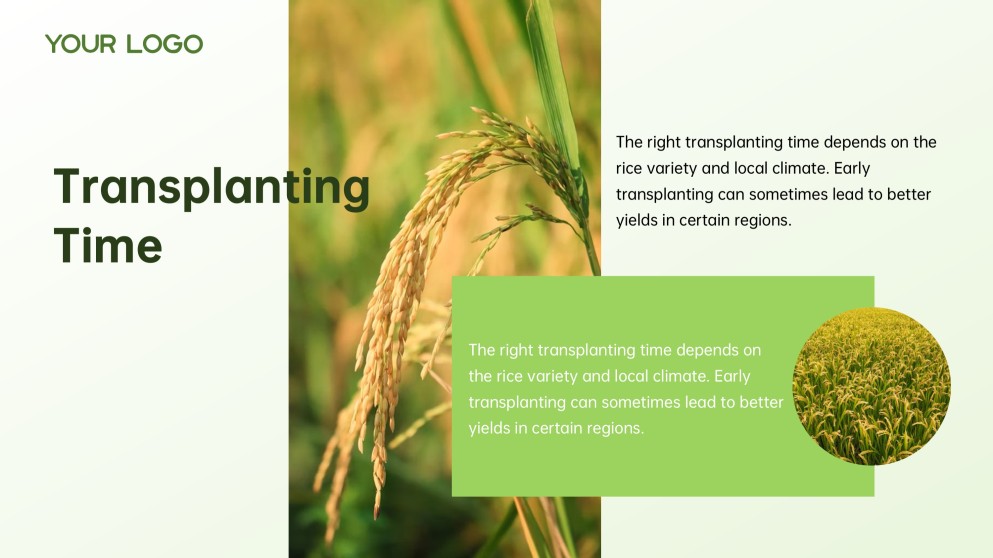 Green and White Minimalist Modern Rice PPT Template