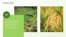 Green and White Minimalist Modern Rice PPT Template