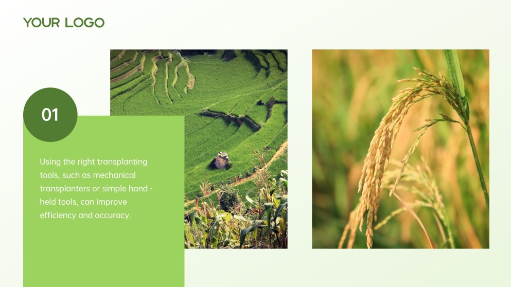 Green and White Minimalist Modern Rice PPT Template