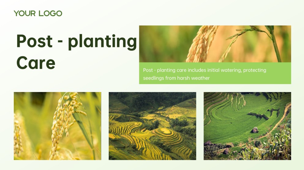 Green and White Minimalist Modern Rice PPT Template