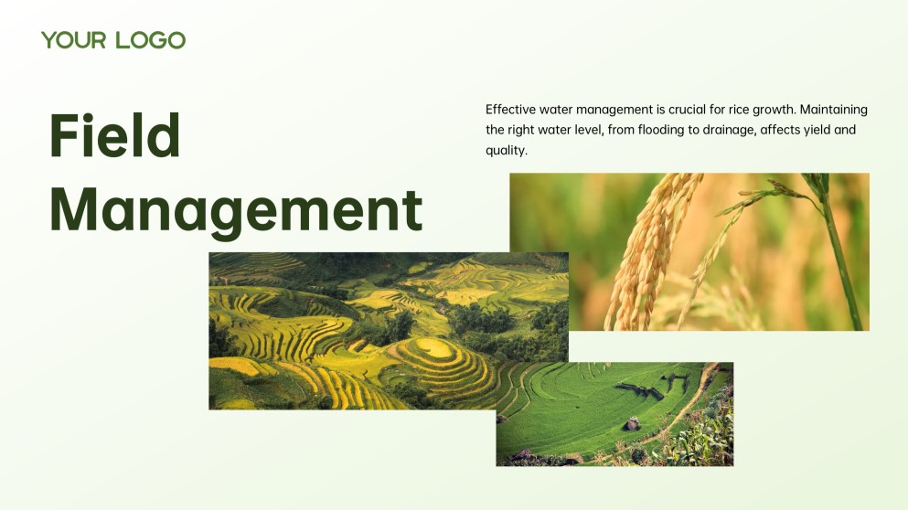 Green and White Minimalist Modern Rice PPT Template