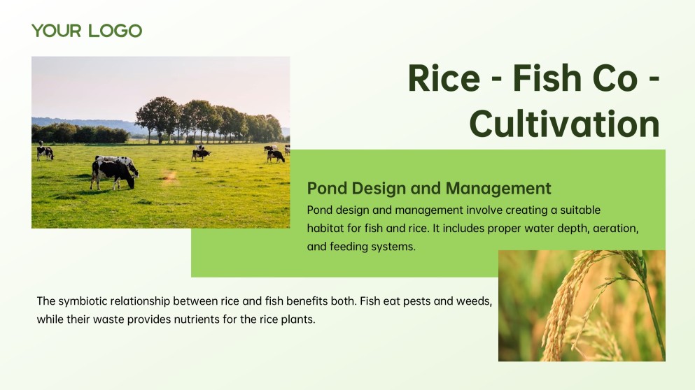 Green and White Minimalist Modern Rice PPT Template