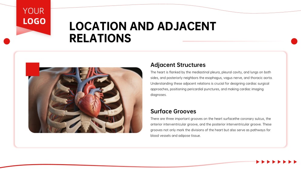 Anatomy of Heart Teaching PPT
