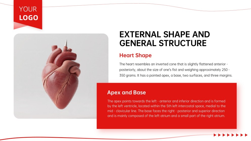 Anatomy of Heart Teaching PPT