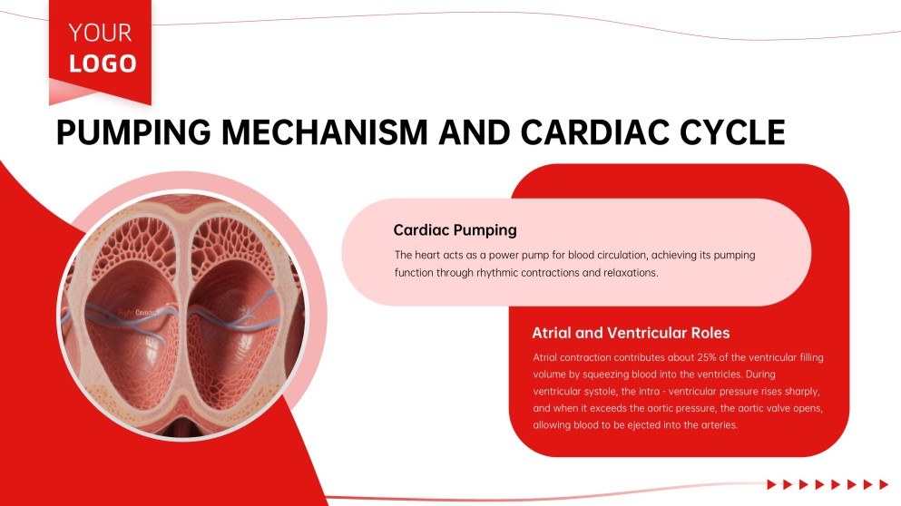 Anatomy of Heart Teaching PPT