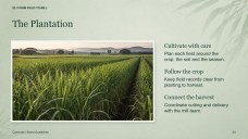 Sugarcane Plantation & Sugar Mill Presentation