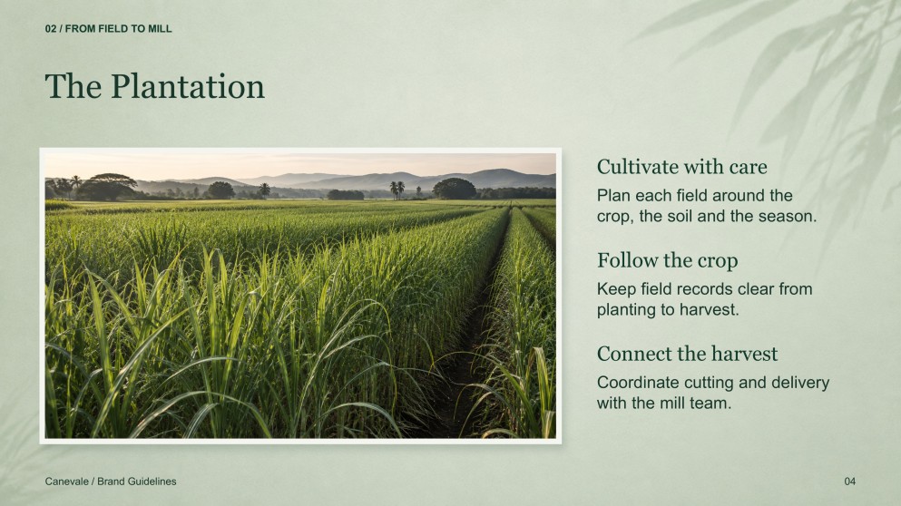 Sugarcane Plantation & Sugar Mill Presentation