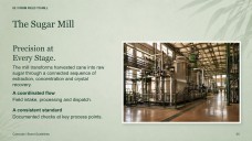 Sugarcane Plantation & Sugar Mill Presentation