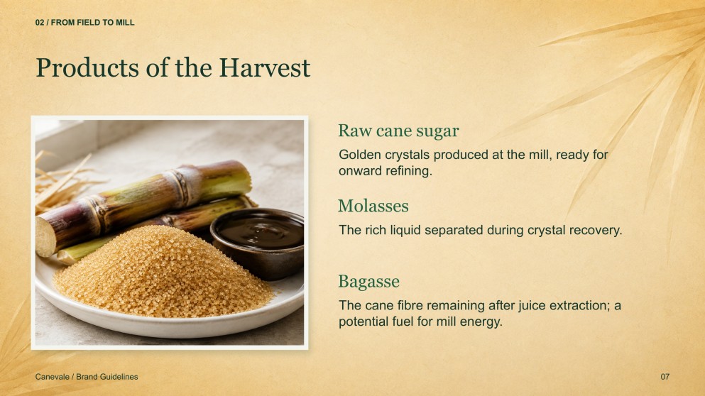 Sugarcane Plantation & Sugar Mill Presentation