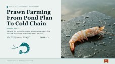 Prawn Farming Business Plan Presentation